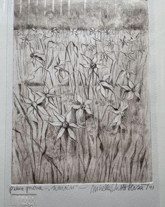Incisione originale Mirella Schott Sbisà “Narcisi”