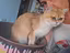 Immagine 6