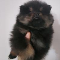 Spitz nano