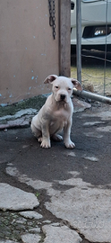 Cucciola american bully XL