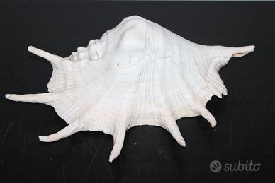 Conchiglia Spider Conch (Lambis) Indosnesia 1980