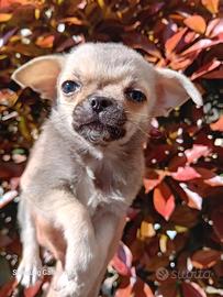 Chiuhuha cucciolo Fulvo pelo corto