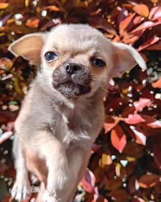 Chiuhuha cucciolo Fulvo pelo corto