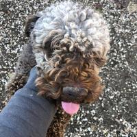 Lagotto Romagnolo di anni due