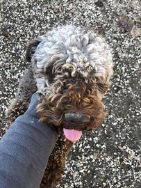 Lagotto Romagnolo di anni due