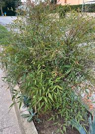 Nandina domestica