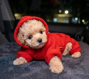 EMILIO MALTIPOO TOY- anche a rate