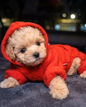 EMILIO MALTIPOO TOY- anche a rate