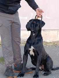 Femmina di Cane Corso