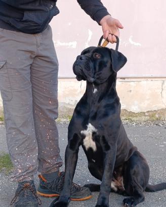 Femmina di Cane Corso