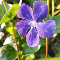 piante giardino Vinca major