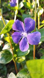 piante giardino  Pervinca , Vinca