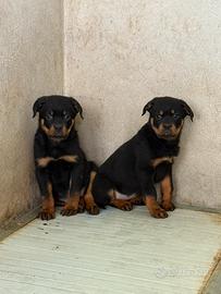 Rottweiler con pedigree enci