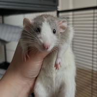 Certo cucciola ratto femmina