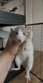 Certo cucciola ratto femmina