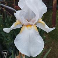 lotto 10 iris germanica gaggiolo. Bisaco