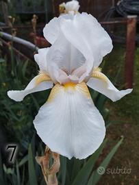 lotto 10 iris germanica gaggiolo. Bisaco