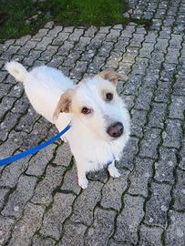 Gino, 10 mesi, 18 kg