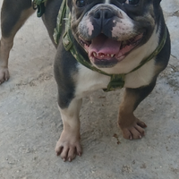 Bulldog francese.femmina 3 anni