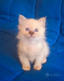 Splendido cucciolo Sacro di Birmania lilac point