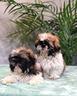 shih-tzu