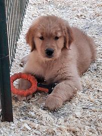 Golden retriever 100% americano