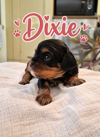 cavalier king charles spaniel