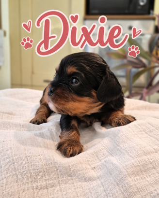 cavalier king charles spaniel