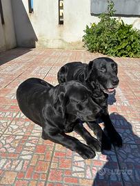 Cuccioli labrador