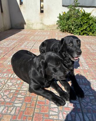 Cuccioli labrador