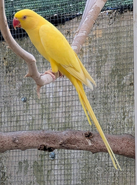 Parrocchetto dal Collare Lutino