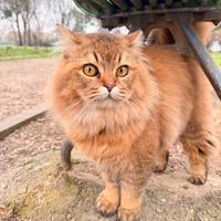 Gatto British longhair