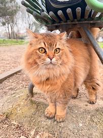 Gatto British longhair