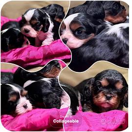 Cavalier king