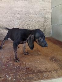 Cuccioli di segugio maremmano