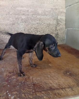 Cuccioli di segugio maremmano