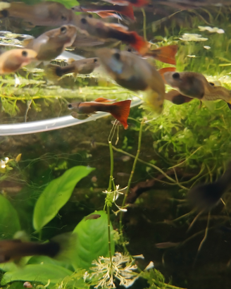 Guppy