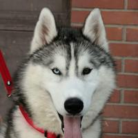 Husky Siberian