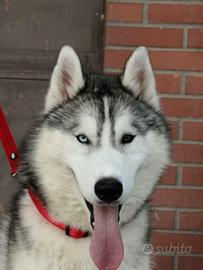Husky Siberian
