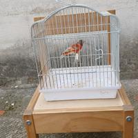 Cardinalini del venezuela