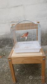 Cardinalini del venezuela