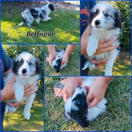border collie super