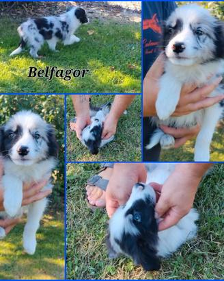 border collie super