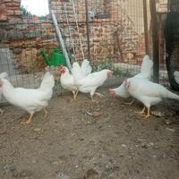 Galline livornesi e rosse