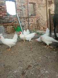 Galline livornesi e rosse