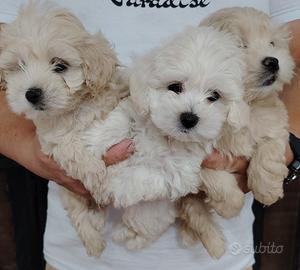 Cuccioli di maltipoo  barboncino toy maltese 