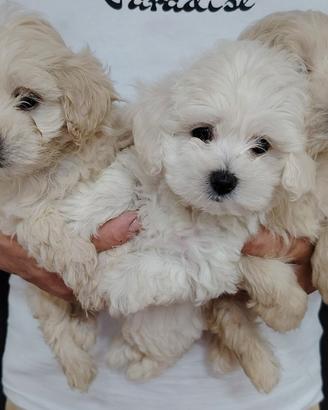 Cuccioli di maltipoo  barboncino toy maltese 
