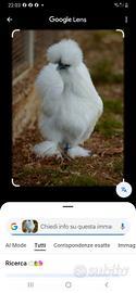 galline morosita 