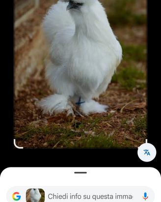 galline morosita 