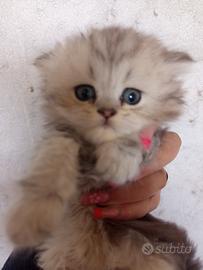 Gatti-gatto-gattini-cuccioli-persiani